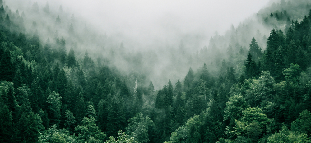 二酸化炭素を吸収する森林